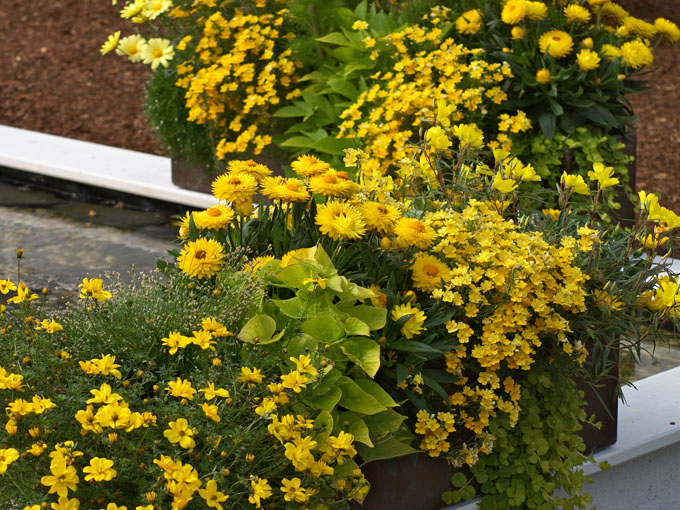 Sonnengelbe Blumen für Balkon und Terrasse Gärtnerei Lameyer